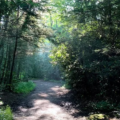 Forest Bathing & Nature Therapy Walk